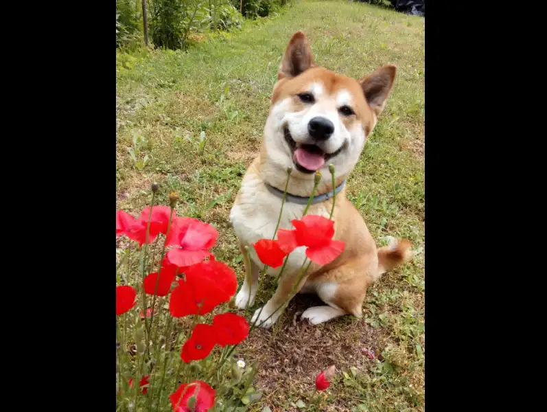 Photo d'un chien (Shiba Inu) derrière un bosquet de coquelicot. Photos animalières en Haute-Savoie 74.
