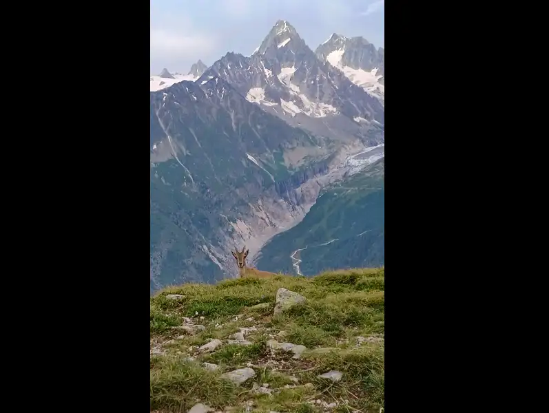 Photo animalière d'un jeune bouquetin qui se cache derrière une colline. Il y a la montagne en arrière plan.