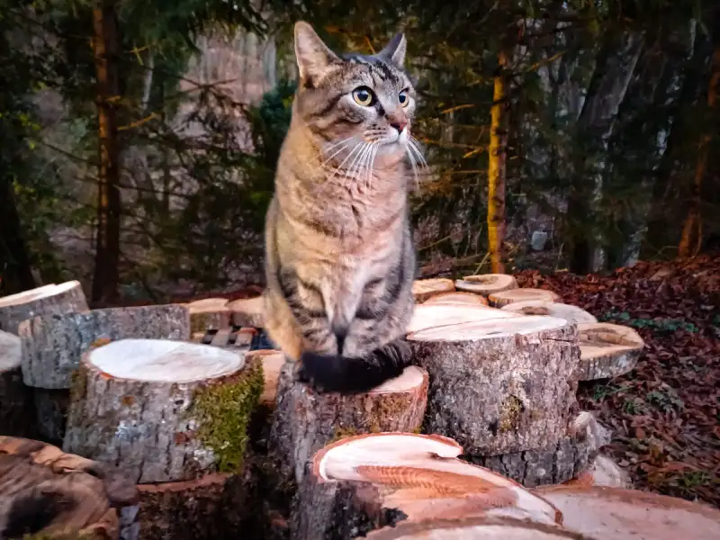 Photo animalière d'un très beau chat tigré sur des rondins de bois.