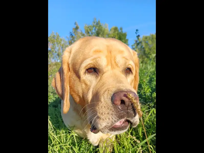 Photo d'un labrador reniflant une plante. Photographie animalière en Haute-Savoie.