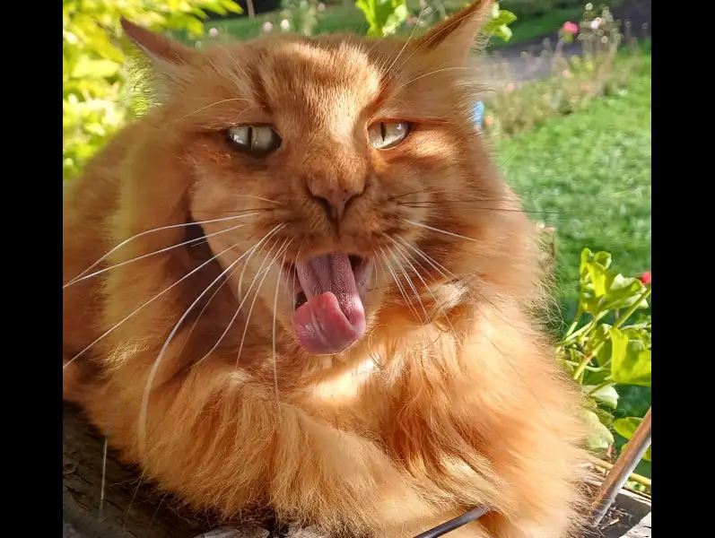 Photo animalière amusante d'un magnifique chat roux qui tire la langue et ressemble à une photo d'Einstein.