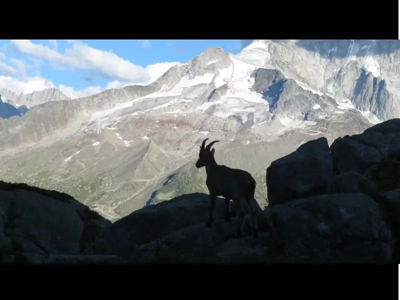 Photo d'un bouquetin dans les Alpes en contre-jour.